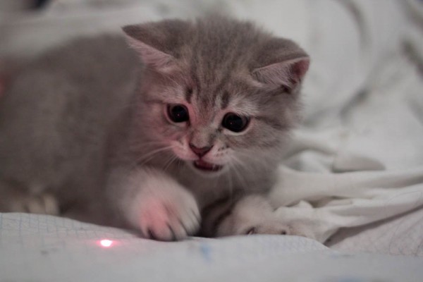 Les pointeurs laser sont-ils efficaces pour les chats ?