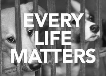 Blogs des meilleurs chiens 2017