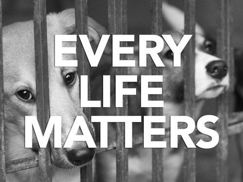 Blogs des meilleurs chiens 2017