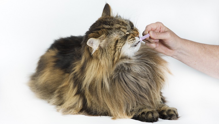 Comment prendre soin des dents de votre chat