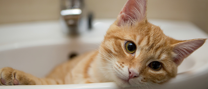 Comment prendre soin des dents de votre chat