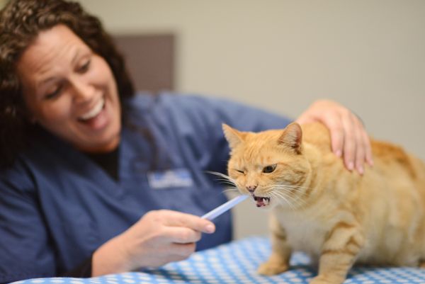 Comment prendre soin des dents de votre chat