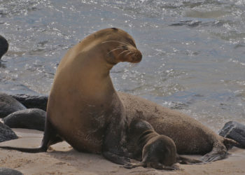 Otarie des Galapagos – Faits, alimentation et informations sur l’habitat