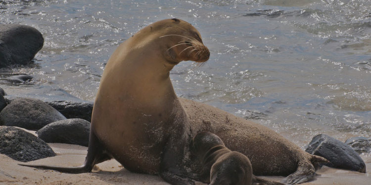 Otarie des Galapagos – Faits, alimentation et informations sur l’habitat
