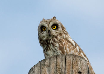 Hibou des Galapagos – Faits et informations sur l’habitat