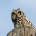 Hibou des Galapagos – Faits et informations sur l’habitat