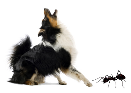 Comment identifier et traiter les morsures et les piqûres de fourmis chez les chiens