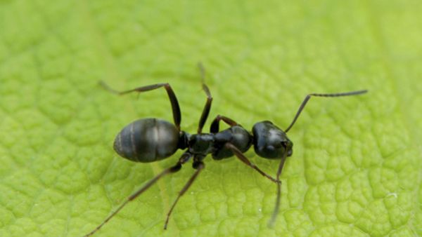 Comment identifier et traiter les morsures et les piqûres de fourmis chez les chiens