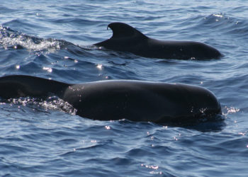 Baleine pilote à nageoires courtes – Faits, habitat et informations