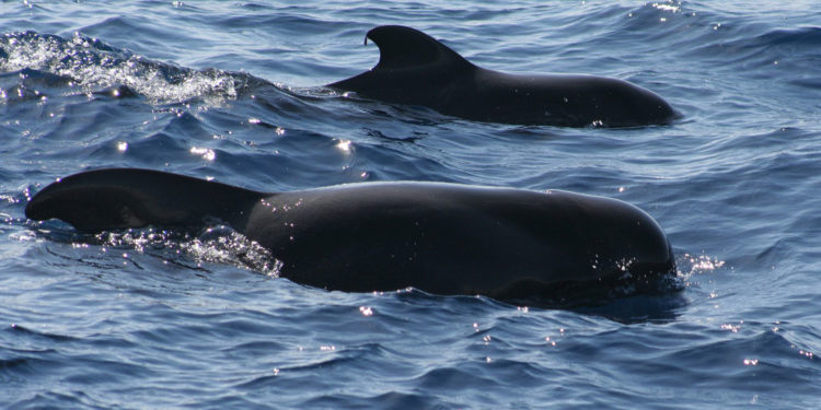 Baleine pilote à nageoires courtes – Faits, habitat et informations
