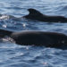 Baleine pilote à nageoires courtes – Faits, habitat et informations