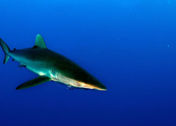 Requin soyeux – Faits, régime alimentaire et informations sur l’habitat