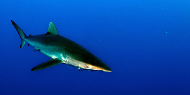 Requin soyeux – Faits, régime alimentaire et informations sur l’habitat