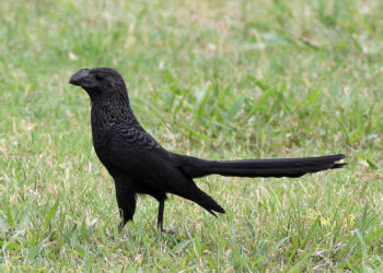 Oiseau Ani à bec lisse des Galapagos