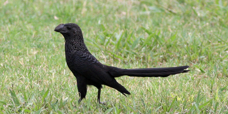Oiseau Ani à bec lisse des Galapagos