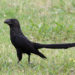 Oiseau Ani à bec lisse des Galapagos