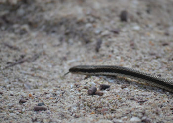 Serpents des Galapagos – Faits, alimentation et informations sur l’habitat
