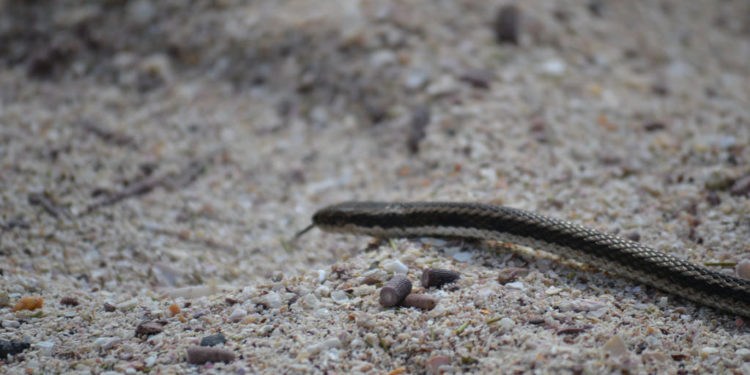 Serpents des Galapagos – Faits, alimentation et informations sur l’habitat