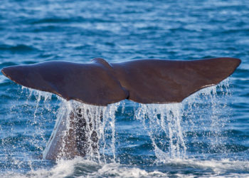 Cachalot des Galapagos – Faits, alimentation et informations sur l’habitat