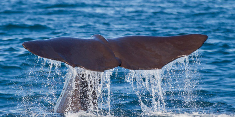 Cachalot des Galapagos – Faits, alimentation et informations sur l’habitat