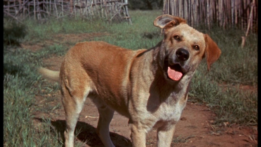 Top 10 des films sur les chiens