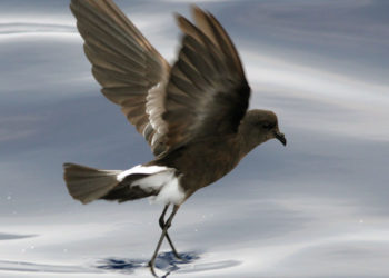 Oiseau pétrel des Galápagos – Faits et informations sur l’habitat