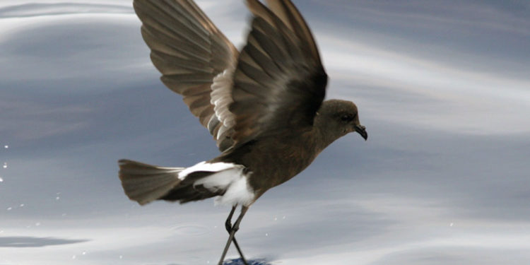 Oiseau pétrel des Galápagos – Faits et informations sur l’habitat