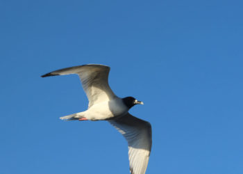 Goéland marin des Galapagos – Faits et informations sur l’habitat