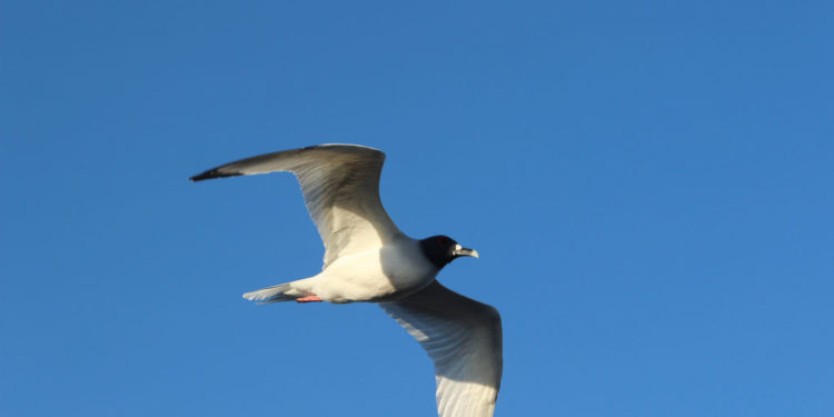 Goéland marin des Galapagos – Faits et informations sur l’habitat