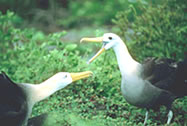 L'Albatros ondulé s'accouple de façon rituelle