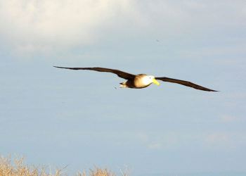 Albatros des Galapagos – Faits et informations sur l’habitat