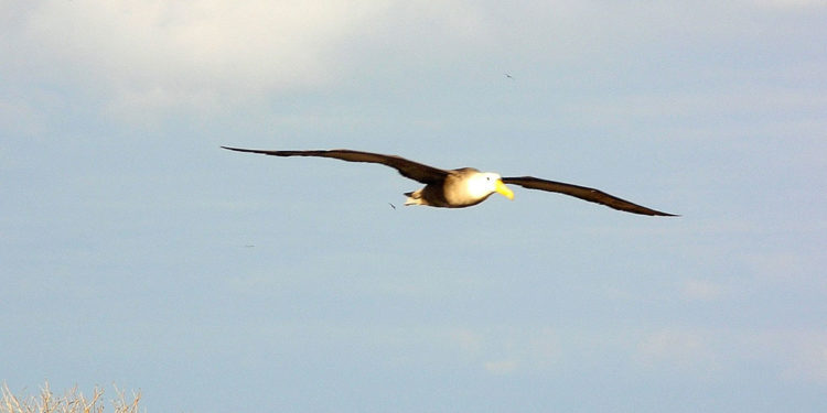 Albatros des Galapagos – Faits et informations sur l’habitat