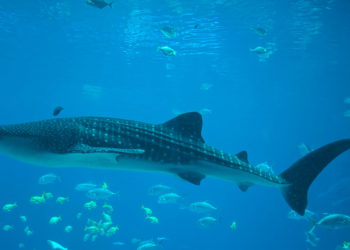 Requin-baleine des Galapagos – Faits, alimentation et informations sur l’habitat