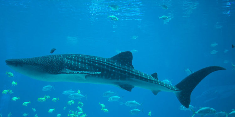 Requin-baleine des Galapagos – Faits, alimentation et informations sur l’habitat