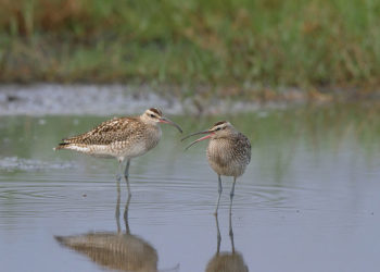 Courlis des Galapagos – Faits, alimentation et habitat
