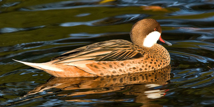 Canard pilet à joues blanches des Galápagos – Faits et habitat
