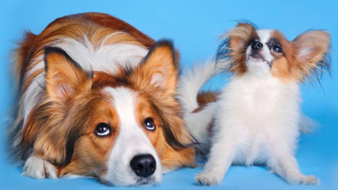 Comment déterminer l'âge d'un chien