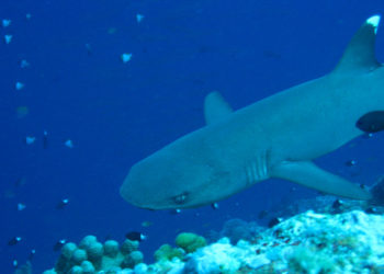Requin de récif à pointe blanche – Faits, alimentation et informations sur l’habitat