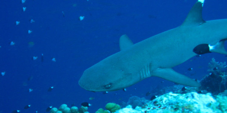 Requin de récif à pointe blanche – Faits, alimentation et informations sur l’habitat