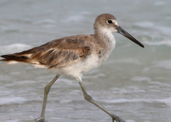 Oiseau de mer – Faits, régime alimentaire et informations sur l’habitat