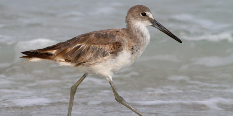 Oiseau de mer – Faits, régime alimentaire et informations sur l’habitat