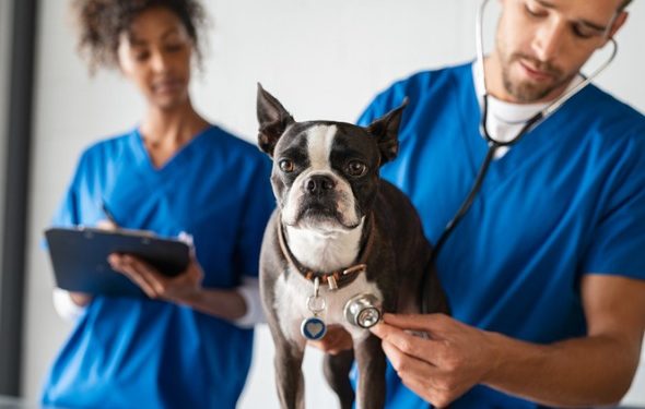 5 façons de payer les frais vétérinaires