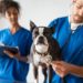5 façons de payer les frais vétérinaires