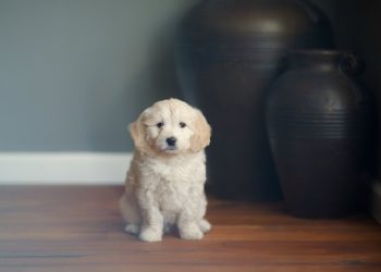 6 maladies courantes à surveiller chez les chiots | Animauxinfo