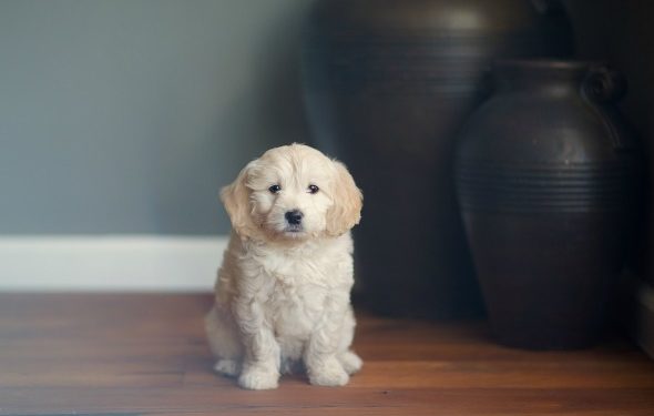 6 maladies courantes à surveiller chez les chiots | Animauxinfo