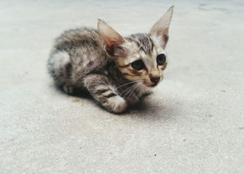 Adopter un conseil sur les chats errants