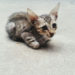 Adopter un conseil sur les chats errants