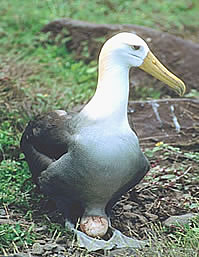 Albatros ondulés