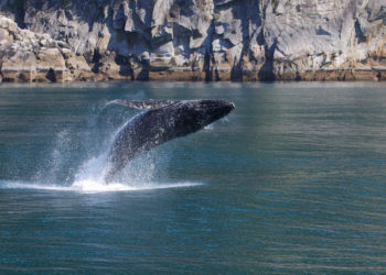 Baleines à bosse des Galapagos – Faits, informations et photos