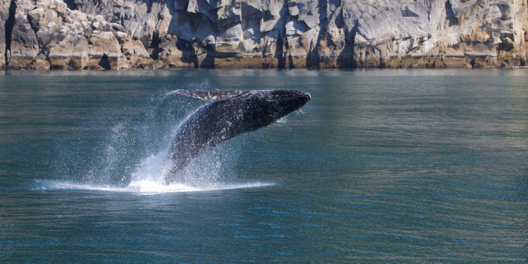 Baleines à bosse des Galapagos – Faits, informations et photos